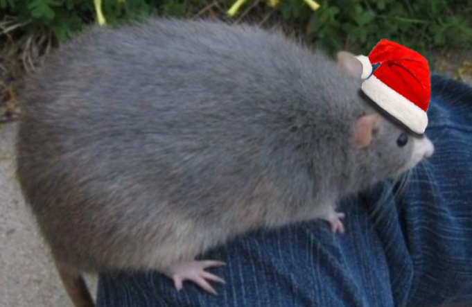 An image of a rat with a christmas hat sitting on a man's leg.